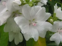 2009  Garten -6-27 042.webp