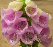 2009  Garten -6-27 184-1.webp