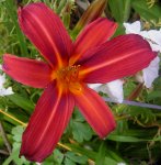 2009  Garten -6-27 191-1.jpg