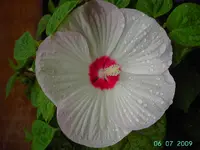 PICT3745.webp