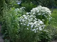 Garten Juli4 007.webp