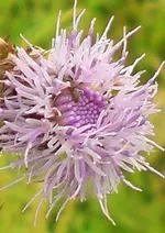 2009-07-06Gnsedistelblte.webp