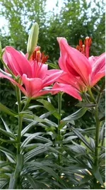 98hg98 78zf.webp