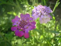 20080629_5810.webp