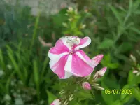 100_1946.webp