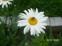 100_1948.webp