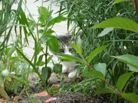 find Anton.webp