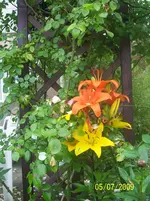100_1931.webp