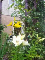 100_1932.webp
