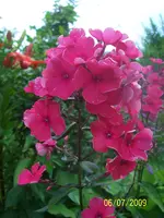 100_1943.webp