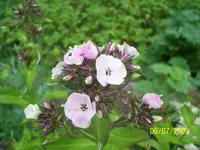 100_1945.webp