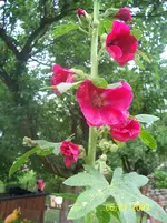 100_1942.webp