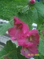 100_1944.webp
