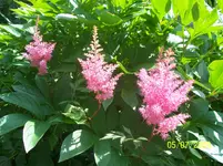 100_1937.webp