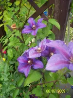 100_1949.webp