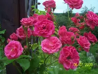 100_1950.webp