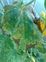 Gurke_web1.webp