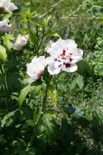 Hibiskusblüte.webp