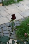 Knospe Black Baccara 1.JPG