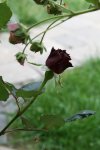 Knospe Black Baccara 2#.JPG