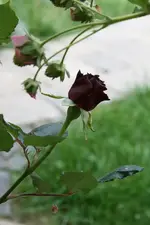Knospe Black Baccara 2#.webp
