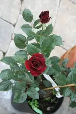 Black Baccara 1.webp