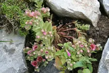 Blüten Hauswurz.webp