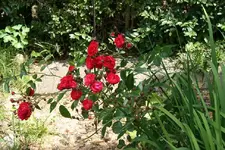Kleine Strauchrose.webp
