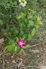 Hibiskusblüte.webp