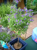 Bild 003.webp