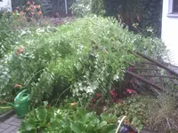 Sturm1.webp