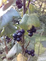 allerlei 07-09 012.webp