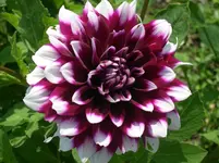 Dahlie.webp