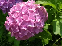 Hortensie1.webp