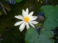 2009-07-07FroschanSeerose1.webp