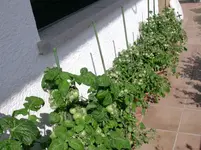 DSCN0974.webp