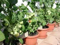 DSCN0975.webp