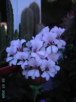 PICT3658.webp