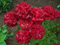 CIMG6185.webp