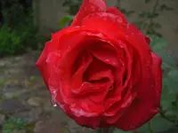 CIMG6186.webp