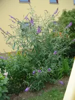 riesen Aschmflieder.webp