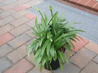 Glockenblume jun 09 010.webp