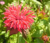 2009  Garten -7-1 Moncarda pink 016.webp