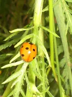 2009-07-06Siebenpunkt2A4.webp