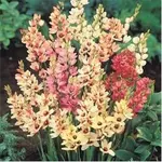 ixia_Mixed1.webp