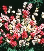 Ixia.webp