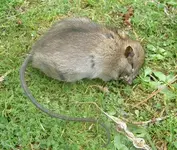 Ratz (1)v.webp