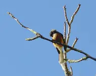 Fantail (1) v.webp