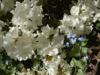 Fruehling 2008 070 v.webp