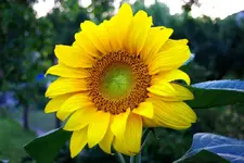 Sunflower.webp